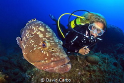The Medes Islands friendly groupers with a diver by David Carbo 